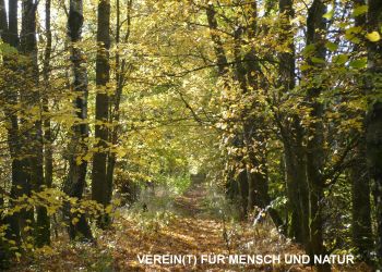 Alter Bahndamm, der von der Natur zurückerobert wurde